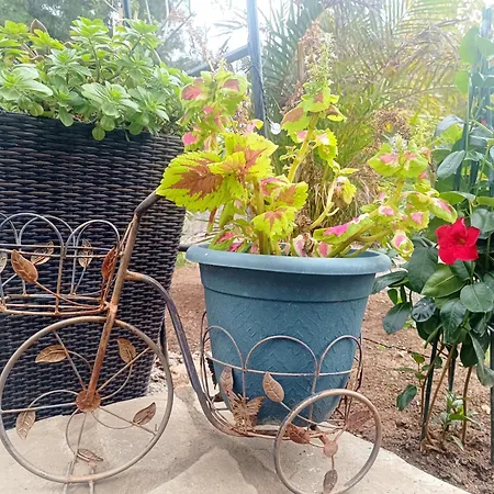 キャンプ場 Magic Bus Klorakas